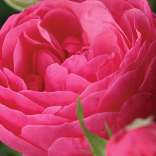 Růže eshop - Rosa  Pomponella® - diskrétní - Stromkové růže, květy kvetou ve skupinkách - růžová - W. Kordes & Sons - stromková růže s keřovitým tvarem koruny - -